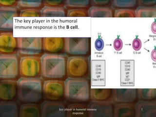 The key player in the humoral
immune response is the B cell.
key player in humoral immune
response
1
 