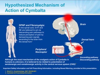 Hypothesized Mechanism of
  Action of Cymbalta


                      DPNP and Fibromyalgia:                                                    Brain
                      In the spinal cord, 5-HT and
                      NE are believed to act via
                      descending pain pathways to
                      reduce perception of pain by
                      dampening pain signals
                      ascending to the brain from                                                 Dorsal horn
                      the dorsal horn1


                                              Peripheral
                                              Nociceptor

                                                                                                Ascending pathway
  Although the exact mechanism of the analgesic action of Cymbalta in                           Descending pathway
  humans is unknown, it is believed to be related to potentiation of
  serotonergic and noradrenergic activity in the central nervous system (CNS)2

Important Safety Information and full Prescribing Information, including Boxed Warning, provided at this presentation.
  1. Woolf CJ. Anesthesiology. 2007;106:864-867.
  2. Cymbalta full Prescribing Information.
 