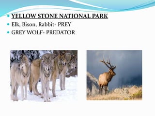  YELLOW STONE NATIONAL PARK
 Elk, Bison, Rabbit- PREY
 GREY WOLF- PREDATOR
 
