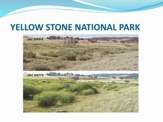 YELLOW STONE NATIONAL PARK
 