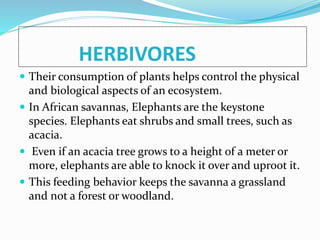 HERBIVORES
 Their consumption of plants helps control the physical
and biological aspects of an ecosystem.
 In African savannas, Elephants are the keystone
species. Elephants eat shrubs and small trees, such as
acacia.
 Even if an acacia tree grows to a height of a meter or
more, elephants are able to knock it over and uproot it.
 This feeding behavior keeps the savanna a grassland
and not a forest or woodland.
 
