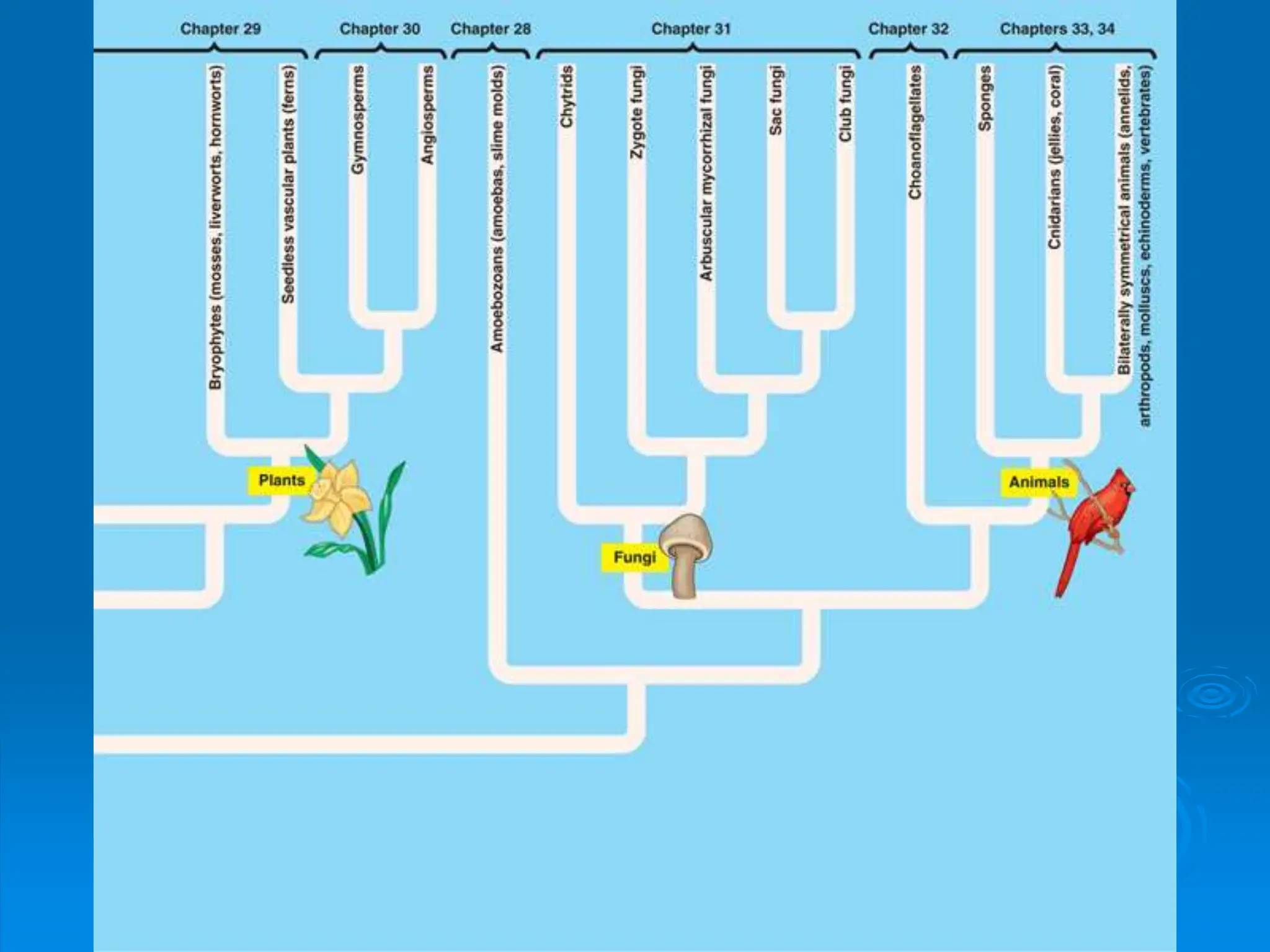 Keystone_Biology_Review_Tree_of_Life.ppt