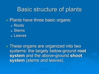 Keystone_Biology_Review_Tree_of_Life.ppt