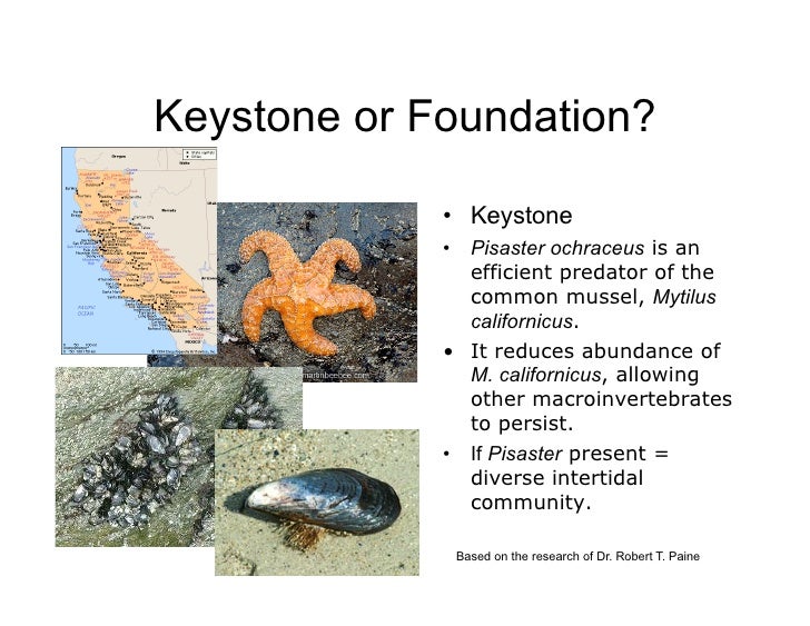 keystone species Report on identification of keystone species and processes across regional seas wp 6 deliverable 61 lead contractor hellenic centre for marine research authors. keystone species Report on identification of keystone species and processes across regional seas wp 6 deliverable 61 lead contractor hellenic centre for marine research authors.