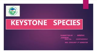 KEYSTONE SPECIES
SUBMITTED BY – MRIDUL
JAMWAL
ROLL No. - CUHP18ZOO14
MSc. ZOOLOGY 3rd SEMESTER
 