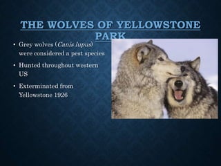 THE WOLVES OF YELLOWSTONE
PARK
• Grey wolves (Canis lupus)
were considered a pest species
• Hunted throughout western
US
• Exterminated from
Yellowstone 1926
 