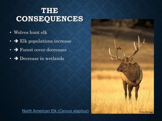 THE
CONSEQUENCES
• Wolves hunt elk
•  Elk populations increase
•  Forest cover decreases
•  Decrease in wetlands
North American Elk (Cervus elaphus)
 