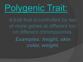 Polygenic Trait:A trait that is controlled by two or more genes at different loci on different chromosomes. Examples: height, skin color, weight. 