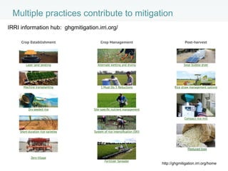 Rethinking Agriculture for the 21st Century: Climate change mitigation opportunities and challenges 