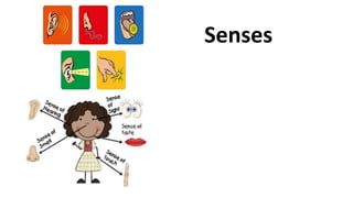Senses
 
