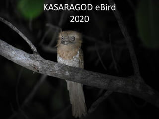KASARAGOD eBird
2020
 