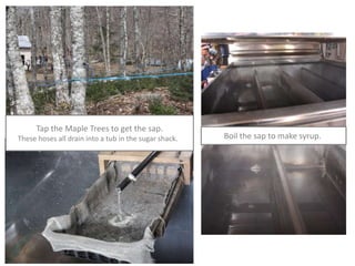 Tap the Maple Trees to get the sap.
These hoses all drain into a tub in the sugar shack. .   Boil the sap to make syrup..
 