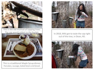 This is the old method of tapping trees.
 The sap would collect in the bucket.
                                            In 2010, Miki got to taste the sap right
                                                 out of the tree, in Dean, NS.




This is a traditional Maple Syrup dinner.
Pancakes, sausage, baked beans and bread.
 