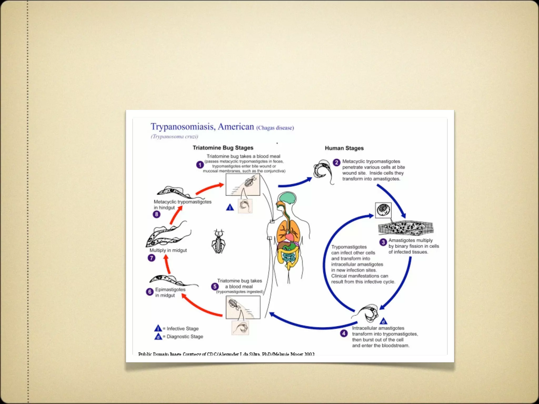 Agile and Dynamic Semantic Services Environment