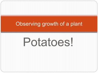 Potatoes!
Observing growth of a plant
 