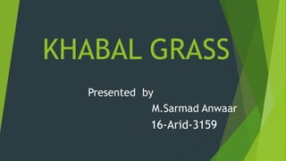 KHABAL GRASS
Presented by
M.Sarmad Anwaar
16-Arid-3159
 