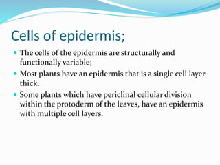 Cells of epidermis;
 The cells of the epidermis are structurally and
functionally variable;
 Most plants have an epidermis that is a single cell layer
thick.
 Some plants which have periclinal cellular division
within the protoderm of the leaves, have an epidermis
with multiple cell layers.
 