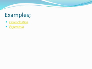 Examples;
 Ficus elastica
 Peperomia
 