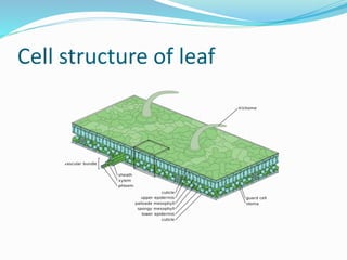 Cell structure of leaf
 