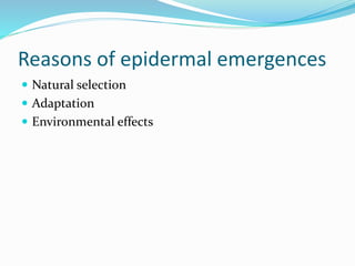 Reasons of epidermal emergences
 Natural selection
 Adaptation
 Environmental effects
 