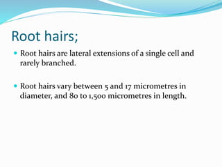 Root hairs;
 Root hairs are lateral extensions of a single cell and
rarely branched.
 Root hairs vary between 5 and 17 micrometres in
diameter, and 80 to 1,500 micrometres in length.
 