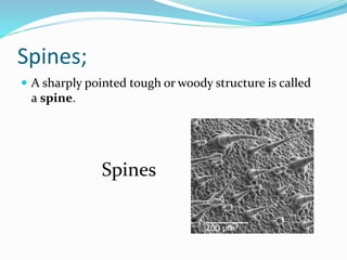 Types;
Some spine’s types are as;
 stem spine: a spine is a modified stem axis (it may have
leaf scars), which becomes de...