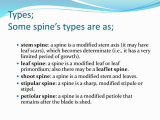  root spine: a spine is a modified root that loses its
meristematic apex and root cap.
 bract spine: a spine is a modifi...
