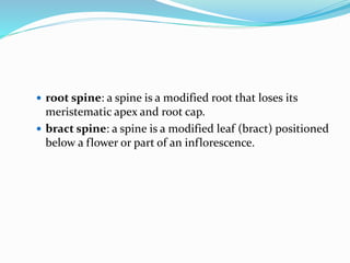  root spine: a spine is a modified root that loses its
meristematic apex and root cap.
 bract spine: a spine is a modified leaf (bract) positioned
below a flower or part of an inflorescence.
 