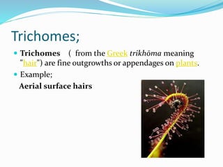 Trichomes;
 Trichomes ( from the Greek trikhōma meaning
"hair") are fine outgrowths or appendages on plants.
 Example;
Aerial surface hairs
 