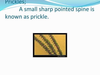 Prickles;
A small sharp pointed spine is
known as prickle.
 