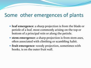 Some other emergences of plants
 leaf emergence: a sharp projection is from the blade or
petiole of a leaf, most commonly arising on the top or
bottom of a principal vein or along the petiole.
 stem emergence: a sharp projection is from stem axes,
often associated with climbing or scambling habit.
 fruit emergence: woody projection, sometimes with
hooks, is on the outer fruit wall.
 