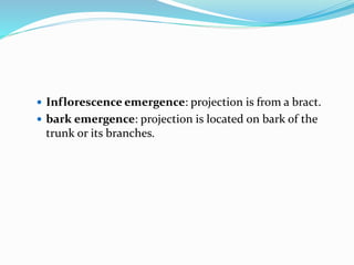  Inflorescence emergence: projection is from a bract.
 bark emergence: projection is located on bark of the
trunk or its branches.
 