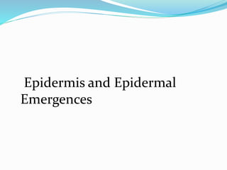 Epidermis and Epidermal
Emergences
 