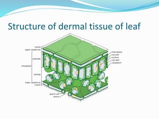 Structure of dermal tissue of leaf
 