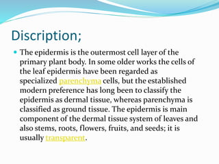 Discription;
 The epidermis is the outermost cell layer of the
primary plant body. In some older works the cells of
the leaf epidermis have been regarded as
specialized parenchyma cells, but the established
modern preference has long been to classify the
epidermis as dermal tissue, whereas parenchyma is
classified as ground tissue. The epidermis is main
component of the dermal tissue system of leaves and
also stems, roots, flowers, fruits, and seeds; it is
usually transparent.
 