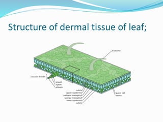 Structure of dermal tissue of leaf;
 