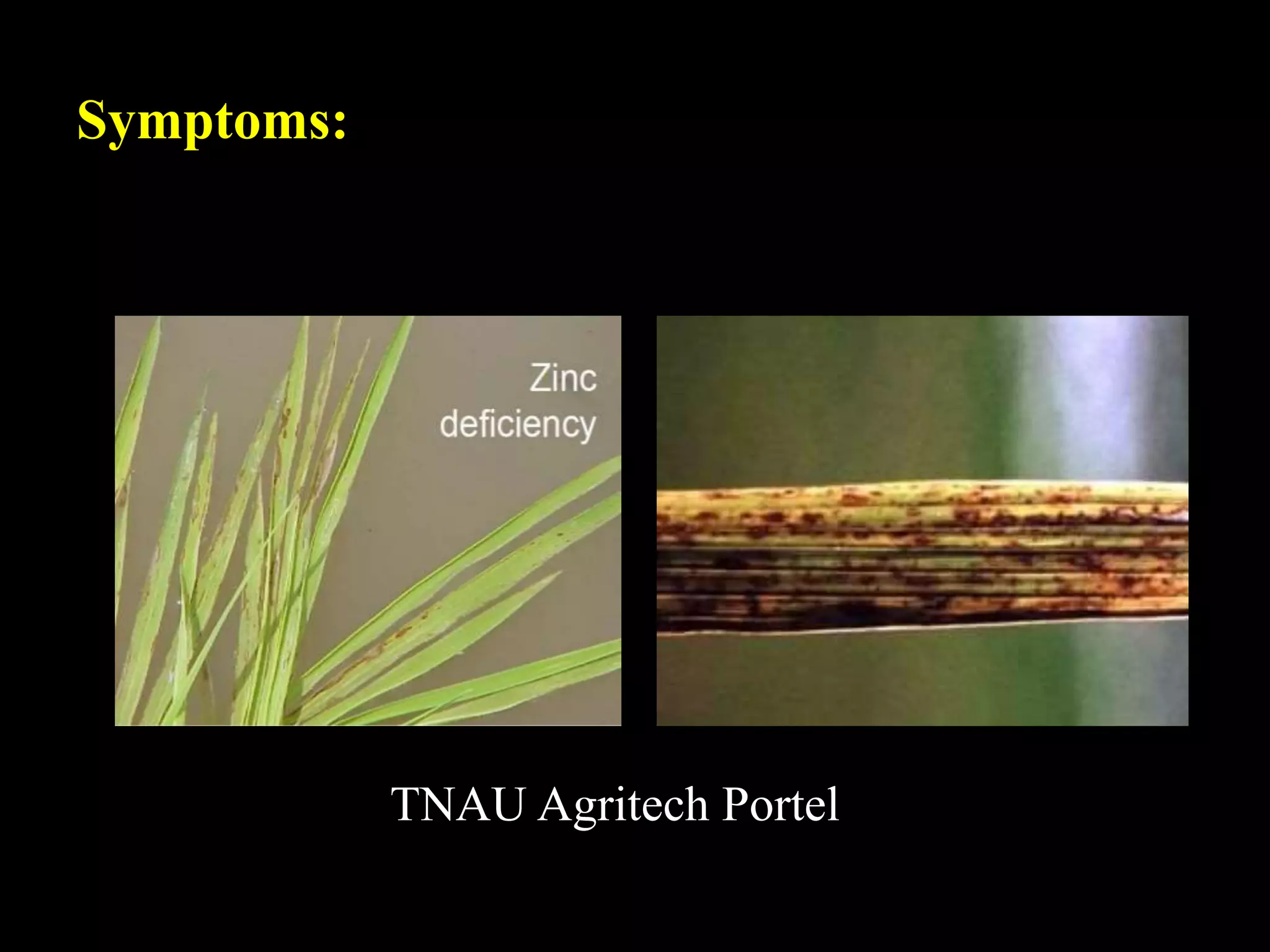 Symptoms:
TNAU Agritech Portel
 