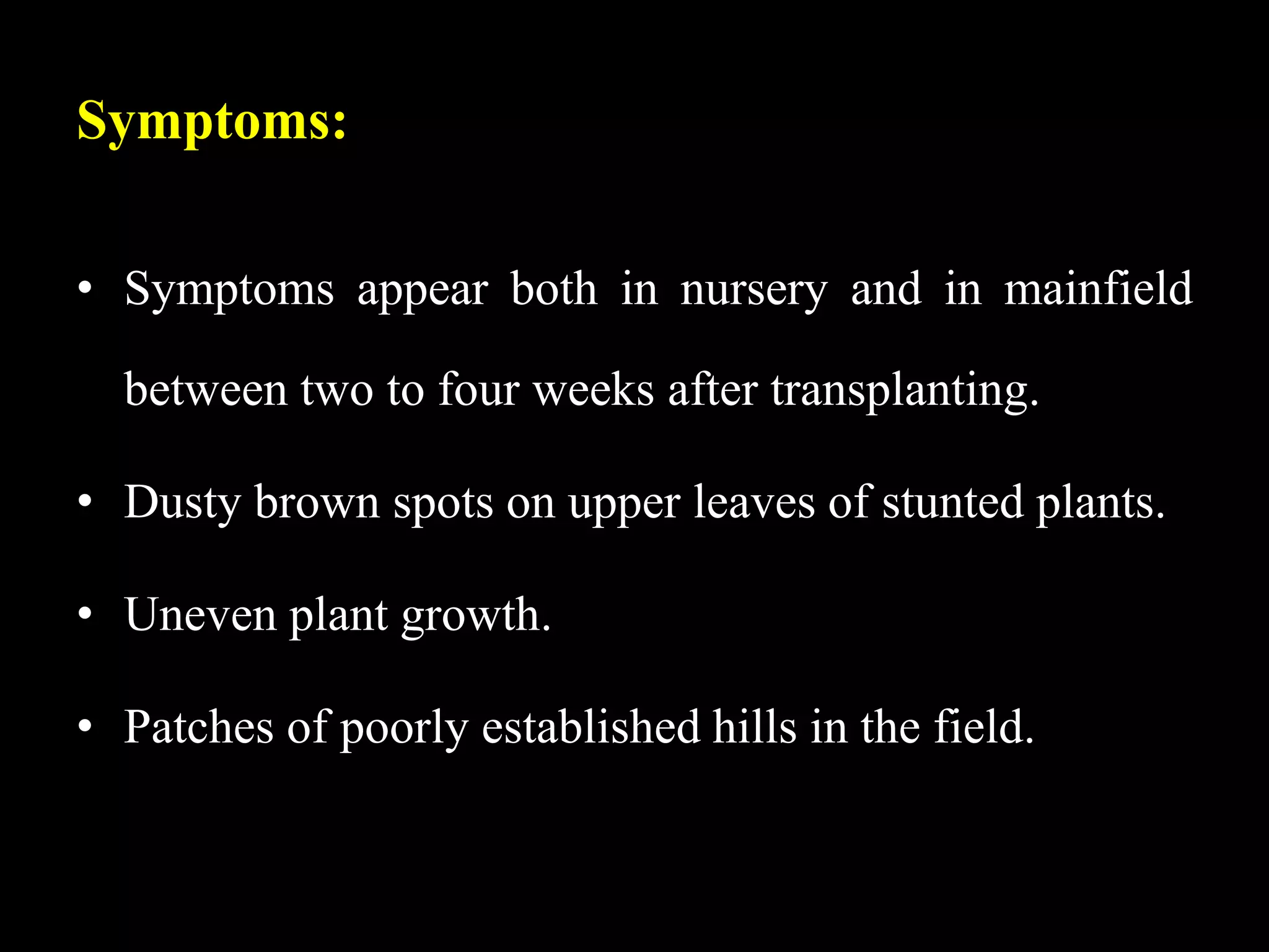 Symptoms:
• Symptoms appear both in nursery and in mainfield
between two to four weeks after transplanting.
• Dusty brown spots on upper leaves of stunted plants.
• Uneven plant growth.
• Patches of poorly established hills in the field.
 