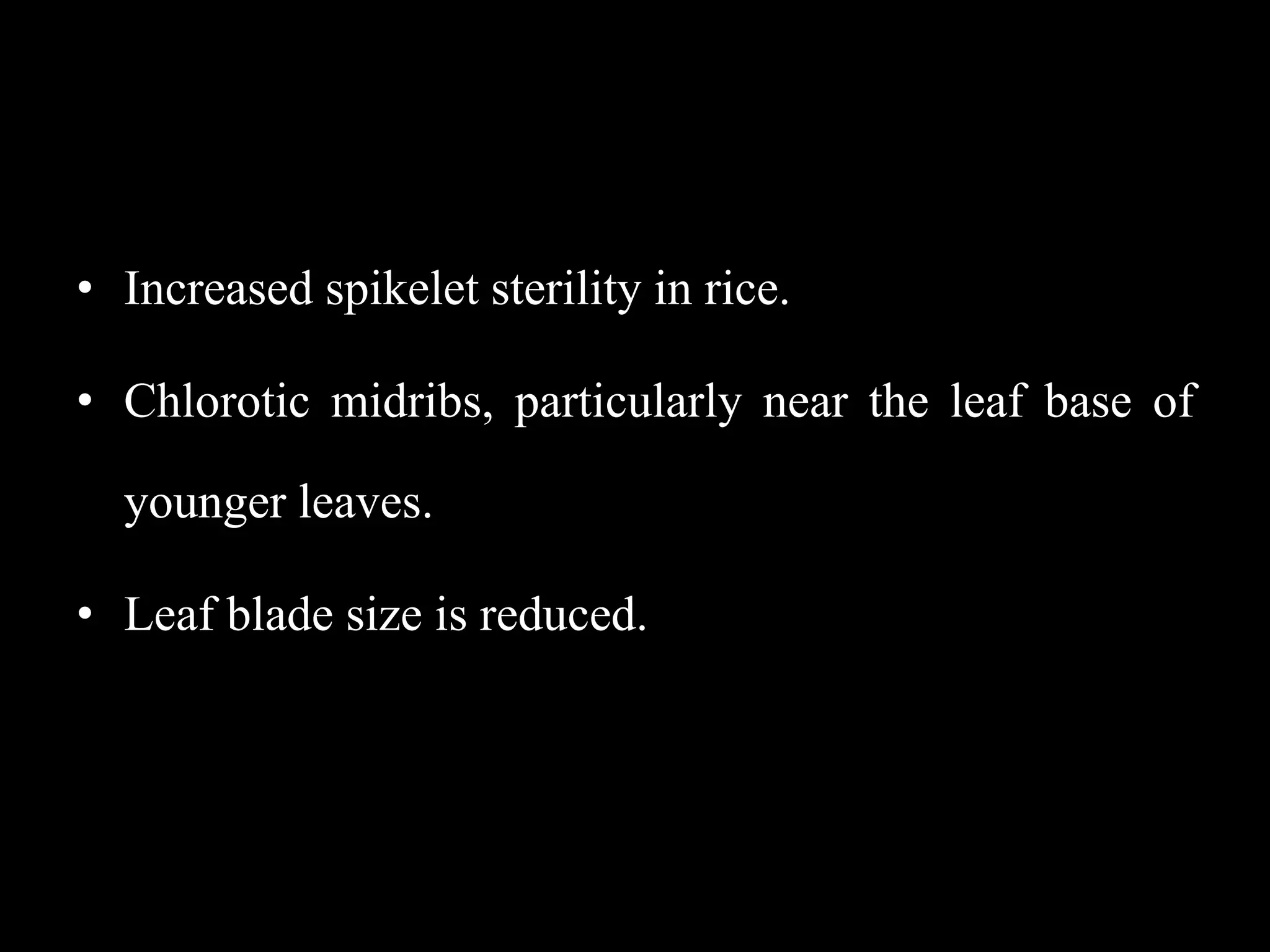 • Increased spikelet sterility in rice.
• Chlorotic midribs, particularly near the leaf base of
younger leaves.
• Leaf blade size is reduced.
 