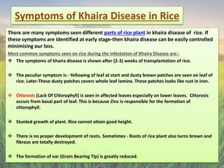 Khaira disease of Rice - Ankish Hota_Presentation.pptx