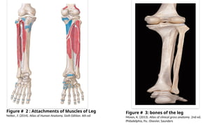 khaled posterior compartment of the leg.pptx