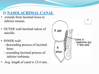 2) NASOLACRIMAL CANAL
• extends from lacrimal fossa to
inferior meatus.
• OUTER wall-lacrimal sulcus of
maxilla.
• INNER wall-
- descending process of lacrimal
bone.
- ascending lacrimal process of
inferior turbinate.
• Avg. length of canal is 12.4 mm.
 