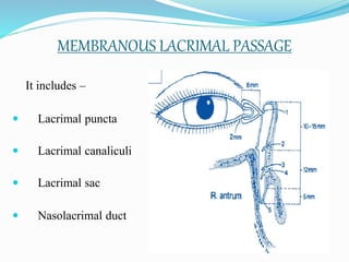 It includes –
 Lacrimal puncta
 Lacrimal canaliculi
 Lacrimal sac
 Nasolacrimal duct
MEMBRANOUS LACRIMAL PASSAGE
 