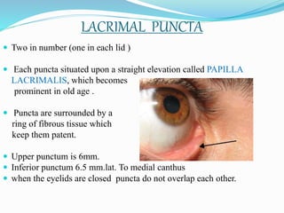 LACRIMAL PUNCTA
 Two in number (one in each lid )
 Each puncta situated upon a straight elevation called PAPILLA
LACRIMALIS, which becomes
prominent in old age .
 Puncta are surrounded by a
ring of fibrous tissue which
keep them patent.
 Upper punctum is 6mm.
 Inferior punctum 6.5 mm.lat. To medial canthus
 when the eyelids are closed puncta do not overlap each other.
 