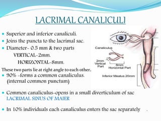 LACRIMAL CANALICULI
 Superior and inferior canaliculi.
 Joins the puncta to the lacrimal sac.
 Diameter- 0.5 mm & two parts
VERTICAL-2mm.
HORIZONTAL-8mm.
These two parts lie at right angle to each other.
 90% -forms a common canaliculus.
(internal common punctum)
 Common canaliculus-opens in a small diverticulum of sac
LACRIMAL SINUS OF MAIER
 In 10% individuals each canaliculus enters the sac separately .
 