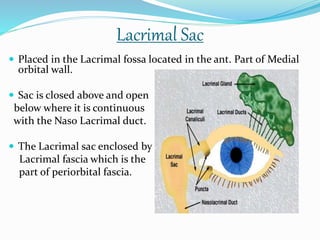 Lacrimal Sac
 Placed in the Lacrimal fossa located in the ant. Part of Medial
orbital wall.
 Sac is closed above and open
below where it is continuous
with the Naso Lacrimal duct.
 The Lacrimal sac enclosed by
Lacrimal fascia which is the
part of periorbital fascia.
 