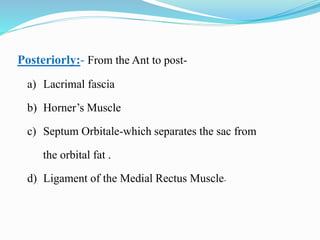 Posteriorly:- From the Ant to post-
a) Lacrimal fascia
b) Horner’s Muscle
c) Septum Orbitale-which separates the sac from
the orbital fat .
d) Ligament of the Medial Rectus Muscle.
 