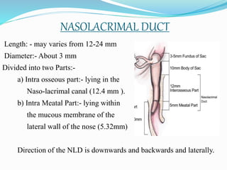 NASOLACRIMAL DUCT
Length: - may varies from 12-24 mm
Diameter:- About 3 mm
Divided into two Parts:-
a) Intra osseous part:- lying in the
Naso-lacrimal canal (12.4 mm ).
b) Intra Meatal Part:- lying within
the mucous membrane of the
lateral wall of the nose (5.32mm)
Direction of the NLD is downwards and backwards and laterally.
 