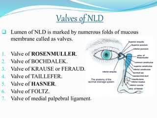 Valves of NLD
 Lumen of NLD is marked by numerous folds of mucous
membrane called as valves.
1. Valve of ROSENMULLER.
2. Valve of BOCHDALEK.
3. Valve of KRAUSE or FERAUD.
4. Valve of TAILLEFER.
5. Valve of HASNER.
6. Valve of FOLTZ.
7. Valve of medial palpebral ligament.
 
