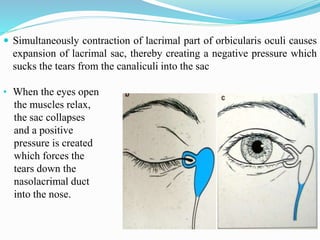  Simultaneously contraction of lacrimal part of orbicularis oculi causes
expansion of lacrimal sac, thereby creating a negative pressure which
sucks the tears from the canaliculi into the sac
• When the eyes open
the muscles relax,
the sac collapses
and a positive
pressure is created
which forces the
tears down the
nasolacrimal duct
into the nose.
 